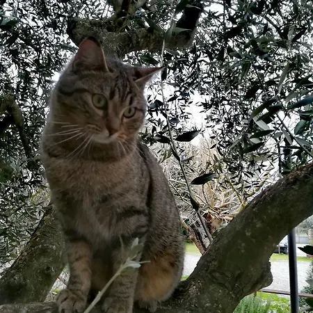 Casa Di Campagna In Toscana Landhaus *